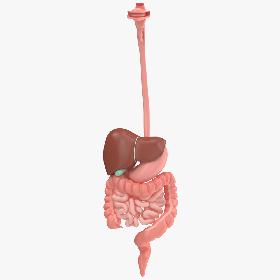 Digestive System